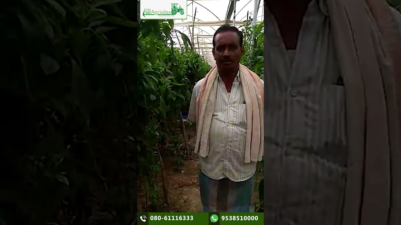 Success story of Agriplex farmer in poly house capsicum farming- Technical guidance by Agriplex