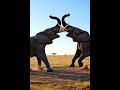 elephant fight #battleforsurvival  jungle life #animal