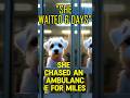 She Chased The Ambulance… Then Waited 6 Days😭❤️ #shorts