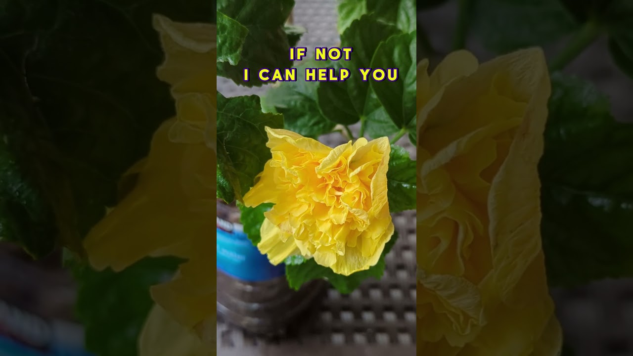 🌺 Yellow Double Hibiscus Flower on a rainy day. Benefits of watching nature & practicing mindfulness