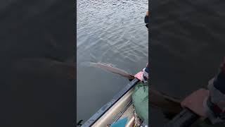 Download Lagu The Joys of releasing another monster musky on the Fly #musky #muskyfishing #flyfishing #fishing MP3