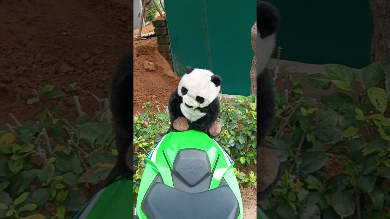 CUTE 😍 PANDA 🐼 ON A SUPERBIKE 🤯 #viral #automobile #kawasaki