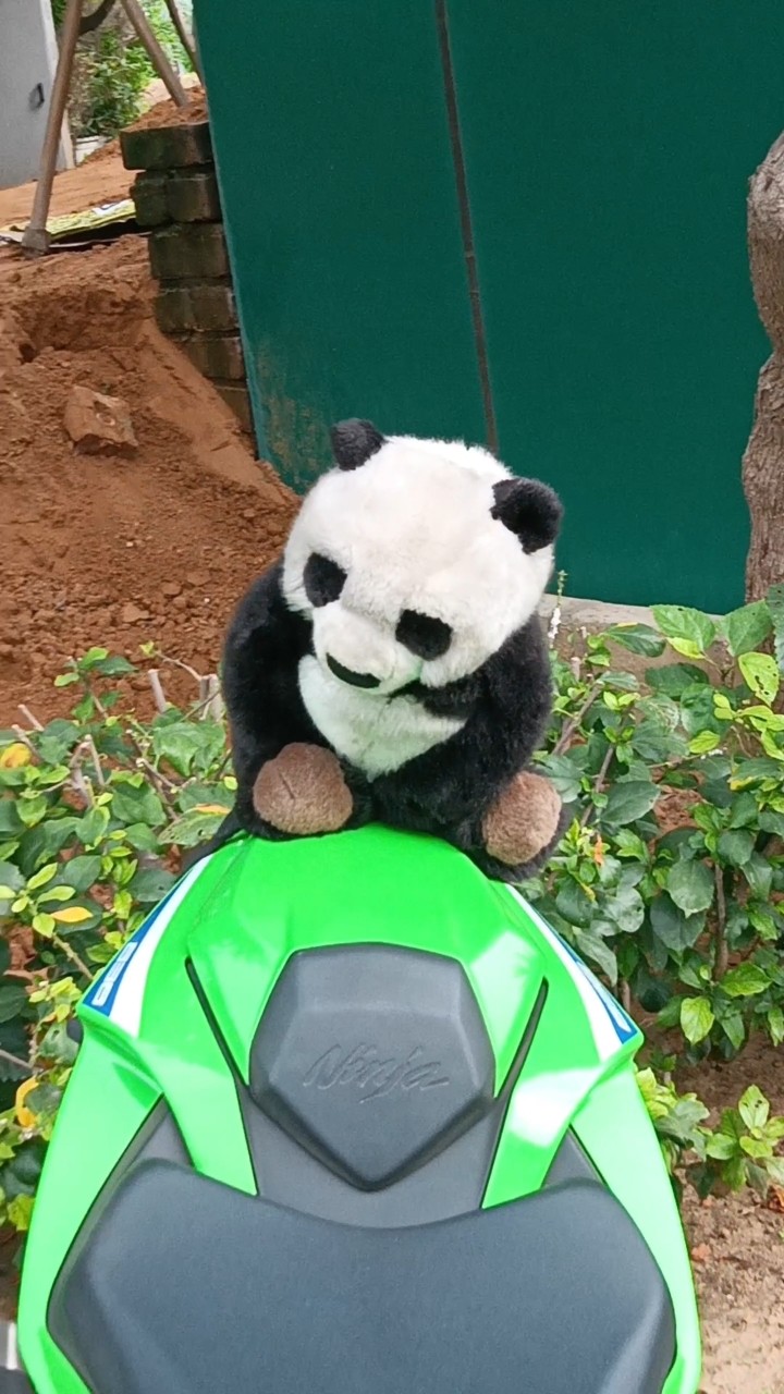 ⚠️パンダ CUTE 😍 PANDA 🐼 ON A SUPERBIKE 🤯 #viral #automobile #kawasaki