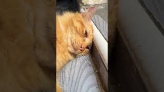BITCOIN SI TUKANG BOBO #cat #cute