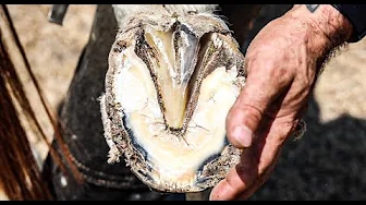 Satisfying Farrier ASMR | Hoof Restoration (TRIMMING)