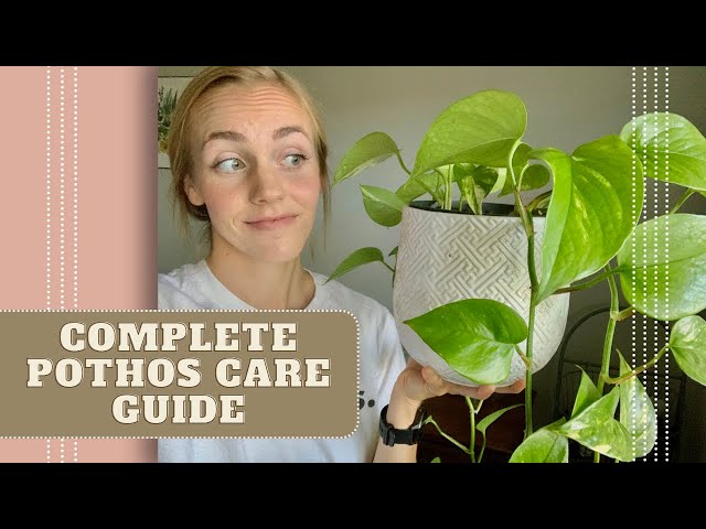 Pothos Plant Full Care Guide - Epipremnum aureum - YouTube