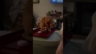 Cat Falls Off Ottoman While Playing With Toothpick -  1500797