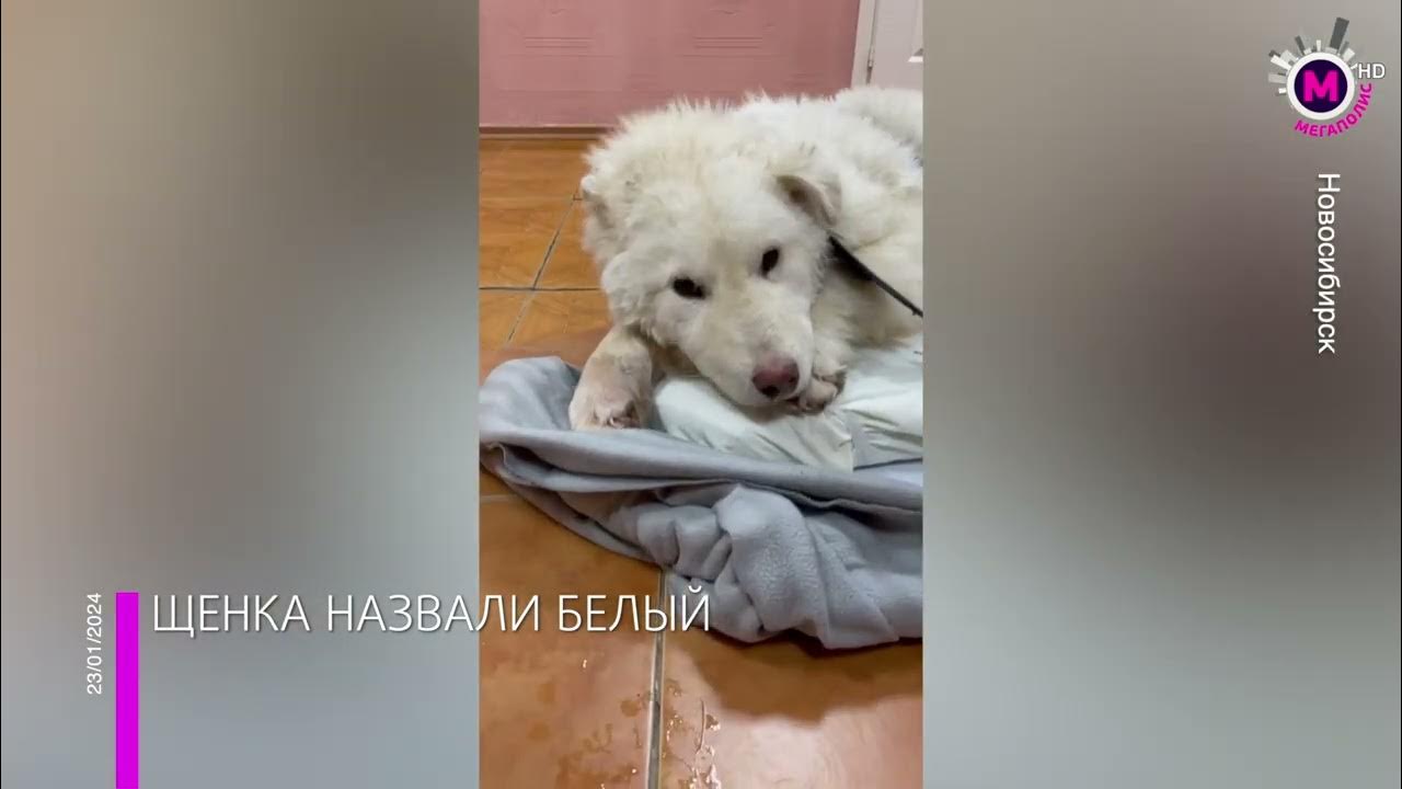 нижневартовск телефонные справочники