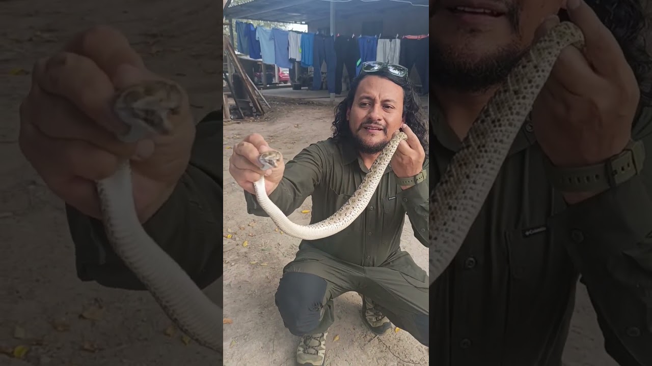 Víbora de cascabel diamantino del oeste (Crotalus atrox)