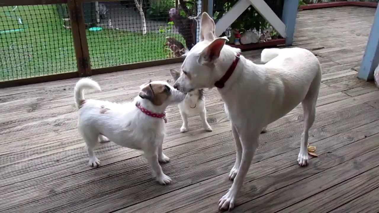 jack russell kelpie mix