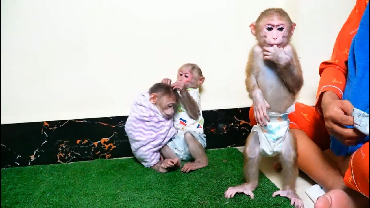 Good Leader Ploy Monkey Accept Mum Wearing New Diaper