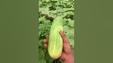 Cucumber 🥒 takes 1 month and 3 weeks to mature,and also cucumber 🥒 farming is 1 of the best
