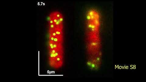Simulation of single molecule movements and interactions in a virtual cell