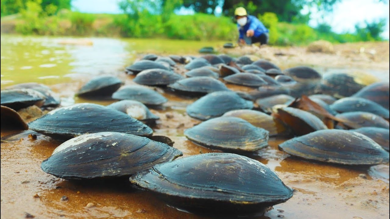 Wow wow amazing too many oyster II pick by a fisherman skill today at river when water flow