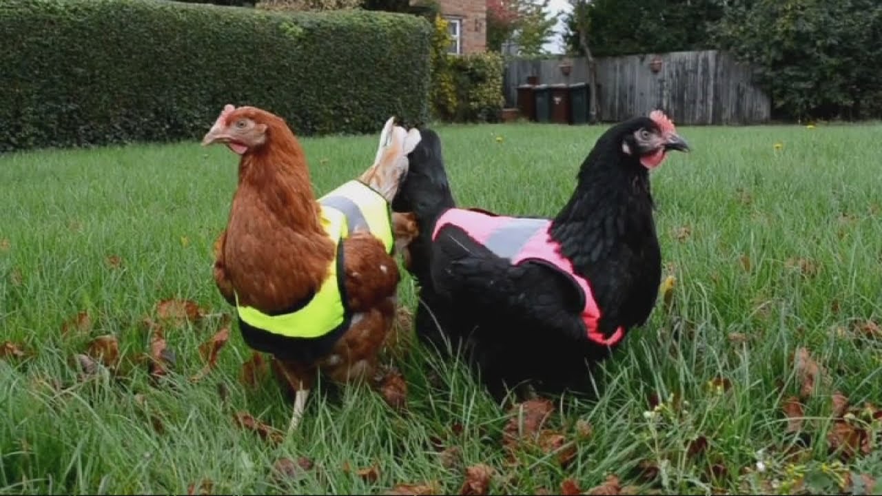 Warnwesten für Hühner