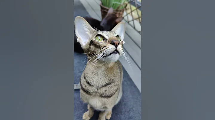 Video 5857991: oriental cats, orientalcat