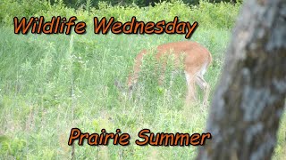 Wildlife Wednesday : Prairie Summer @MartysCrewOurFamilyAdventures