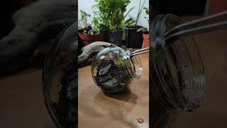 Moss In Jars Mossarium Display Ideas