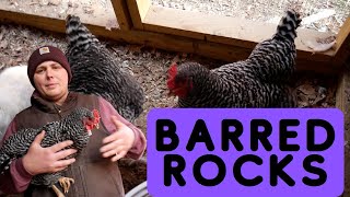 BarredRock Chicken Weird Facts You - Need - to Know