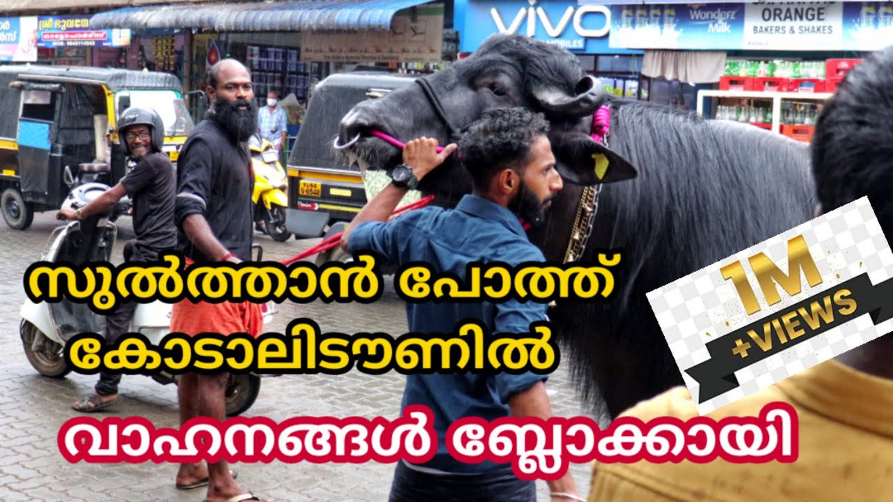 സുൽത്താൻ പോത്ത് ടൗണിലിറങ്ങി വാഹനങ്ങൾ ബ്ലോക്കായി Sulthan bull kerala HLDB BULL