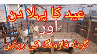 Rooftop Goat farming|1st Day of Eid|Qurbani ke bakry|Goat farming in Pakistan|Bakry ki tyari