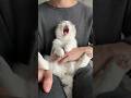 🥱 #cat