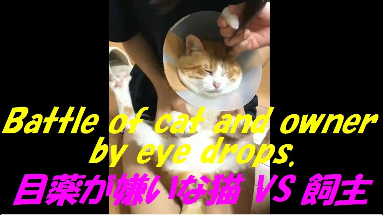 なんちゃって#1/目薬嫌いな猫VS飼主】目薬嫌いな猫が結膜炎を再発 