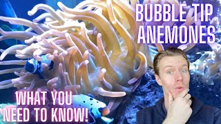 Bubble Tip Anemone Buying Guide & Review  Everything You Need to Know!