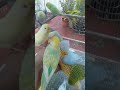 🛒話題のインコグッズをチェック🐦✨
