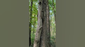 TREE HUGGING AT ITS FINEST!