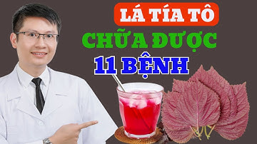 11 Lợi Ích Của Lá Tía Tô Chữa Được 11 Căn Bệnh Thường Gặp Nhất | Cao Minh Trường
