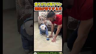 全てを理解した犬