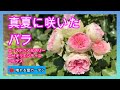 真夏に咲いたバラと花を咲かせる?咲かせない実験