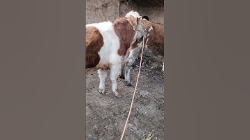 I paired this one at the beginning and I paired it again for the second nest77