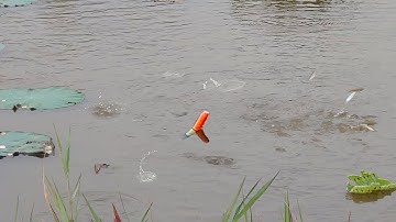 Câu Cá Rô Đồng , Ao Sen Cạn Cá Ăn Móng Như Cơm Sôi