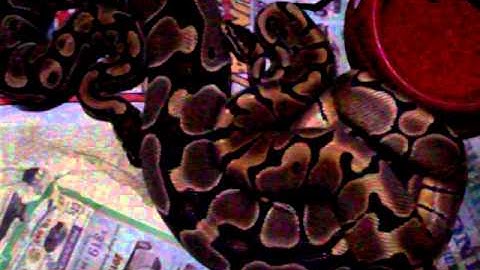 WOMA x NORMAL MATING