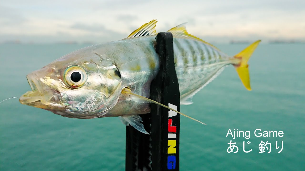 Ajing Fishing あじ 釣り| Yellowtail Scad Season | Labrador Park Jetty Fishing