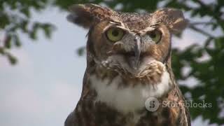 The Enigmatic World of Owls