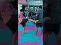 Kick boxing test part#1 #kickboxing #boxing #trending #shorts