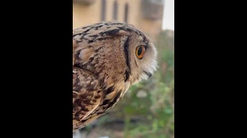 صوت البومة 