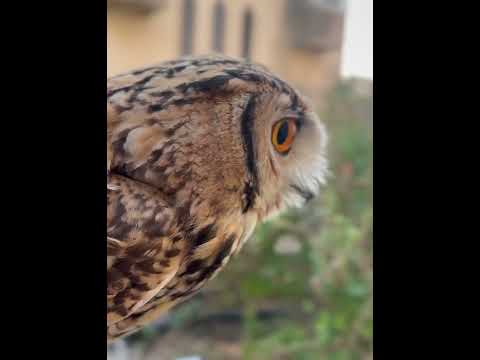 صوت البومة