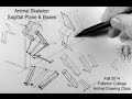 Animal Skeleton Extrusion from Sagittal Plane Fall 2014