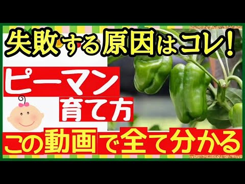 これ1本でピーマン栽培の全てが分かる！たくさん収穫する最強の育て方♪初心者でもプランターで簡単にできる苗の植え付け～収穫まで
