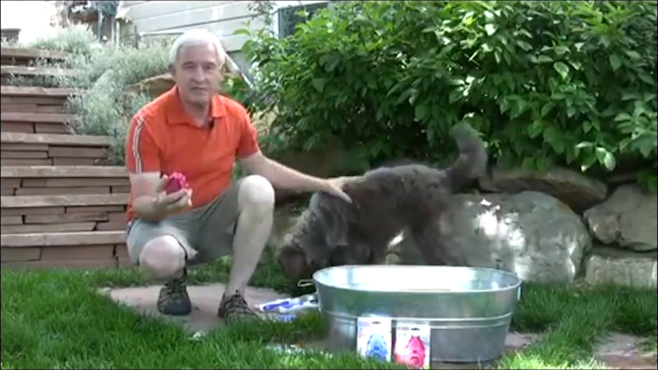 Kong Zoom Groom Brosse Massage & Toilettage Chien Vetostore YouTube