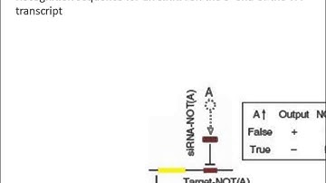 miRNA Logic Gates