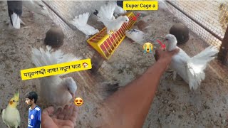 সাদা ময়ূরপঙ্খী বাচ্চা  super cage a নিয়ে গেলাম l Rajib And Mini Zoo