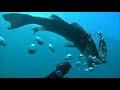 【魚突き】シーバスが無数にいる海に潜ったらヤバすぎた