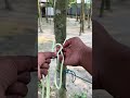 How to Tie a Strong Knot to a Tree! 🌳🪢 #shorts #knots