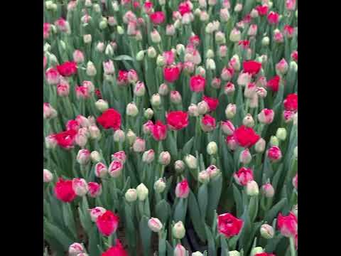 ТЮЛЬПАН «Scarlet Verona” махровый ярко красный - YouTube