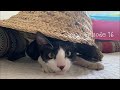 ヤドカリ猫の、子猫のフスさん。Hermit crab kitten cat.